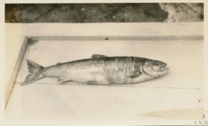 Image: Sea trout